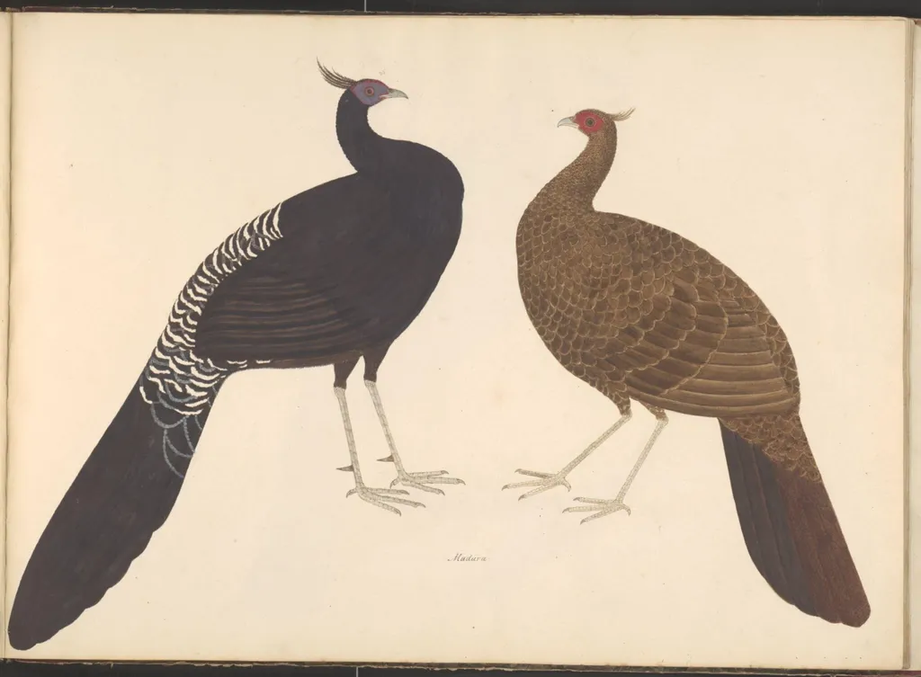 Pair of black-breasted kalij pheasants, by Unknown, paint, 1826