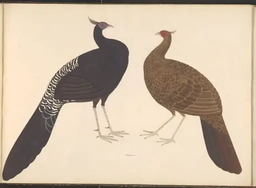 Pair of black-breasted kalij pheasants, by Unknown