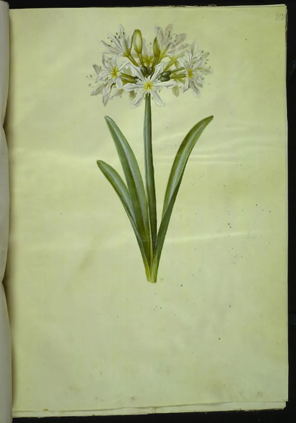 Pancratium Illyricum (småblomstret strandlilje), by Unknown, unspecified, 1654
