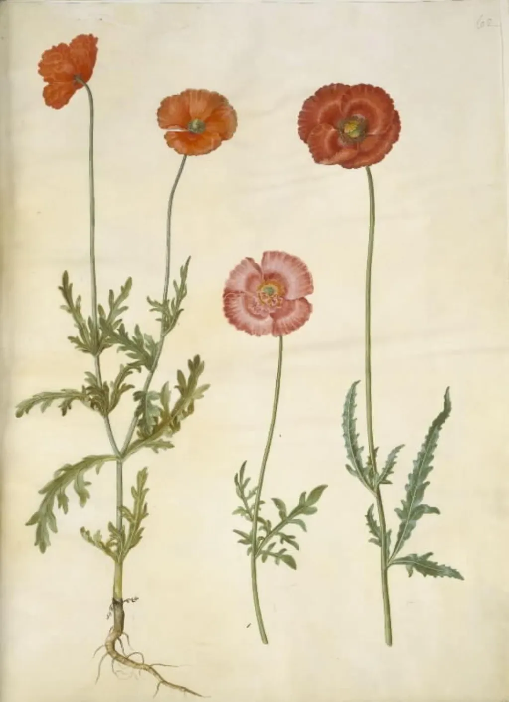 Papaver dubium (gærde-valmue); Papaver rhoeas (korn-valmue), by Unknown, unspecified, 1654