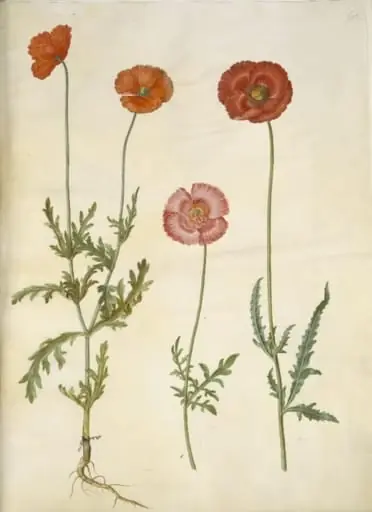 Papaver dubium (gærde-valmue); Papaver rhoeas (korn-valmue), by Unknown