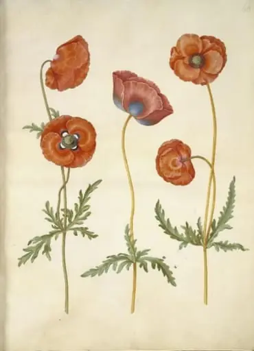 Papaver rhoeas (korn-valmue), by Unknown