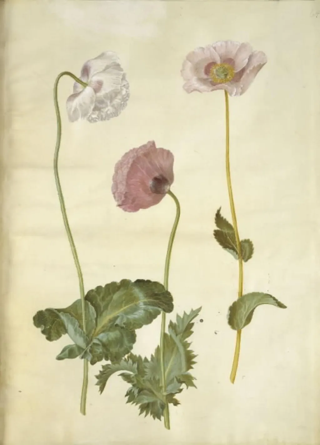 Papaver somniferum (opium-valmue), by Unknown, unspecified, 1654