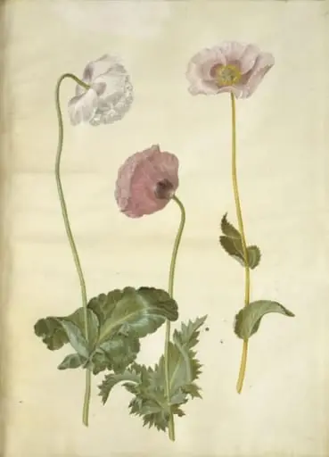 Papaver somniferum (opium-valmue), by Unknown