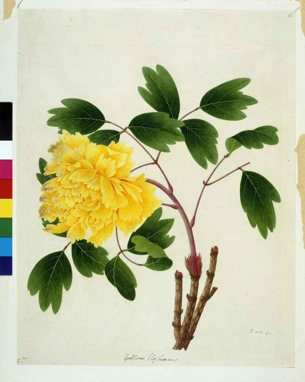Peony, by Unknown, paint, 1800