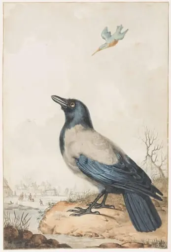 Piebald crow, by Unknown