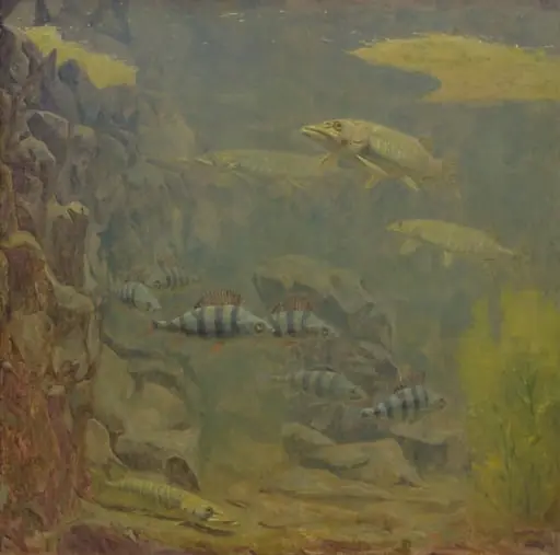 Pike and Perch in an Aquarium, by Unknown