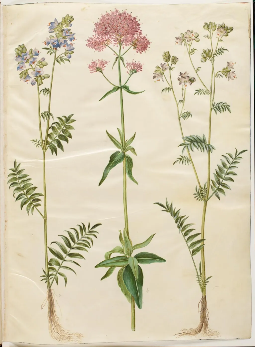 Polemonium caeruleum (almindelig jakobsstige); Centranthus ruber (rød sporebaldrian), by Unknown, unspecified, 1654