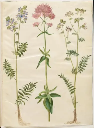 Polemonium caeruleum (almindelig jakobsstige); Centranthus ruber (rød sporebaldrian), by Unknown