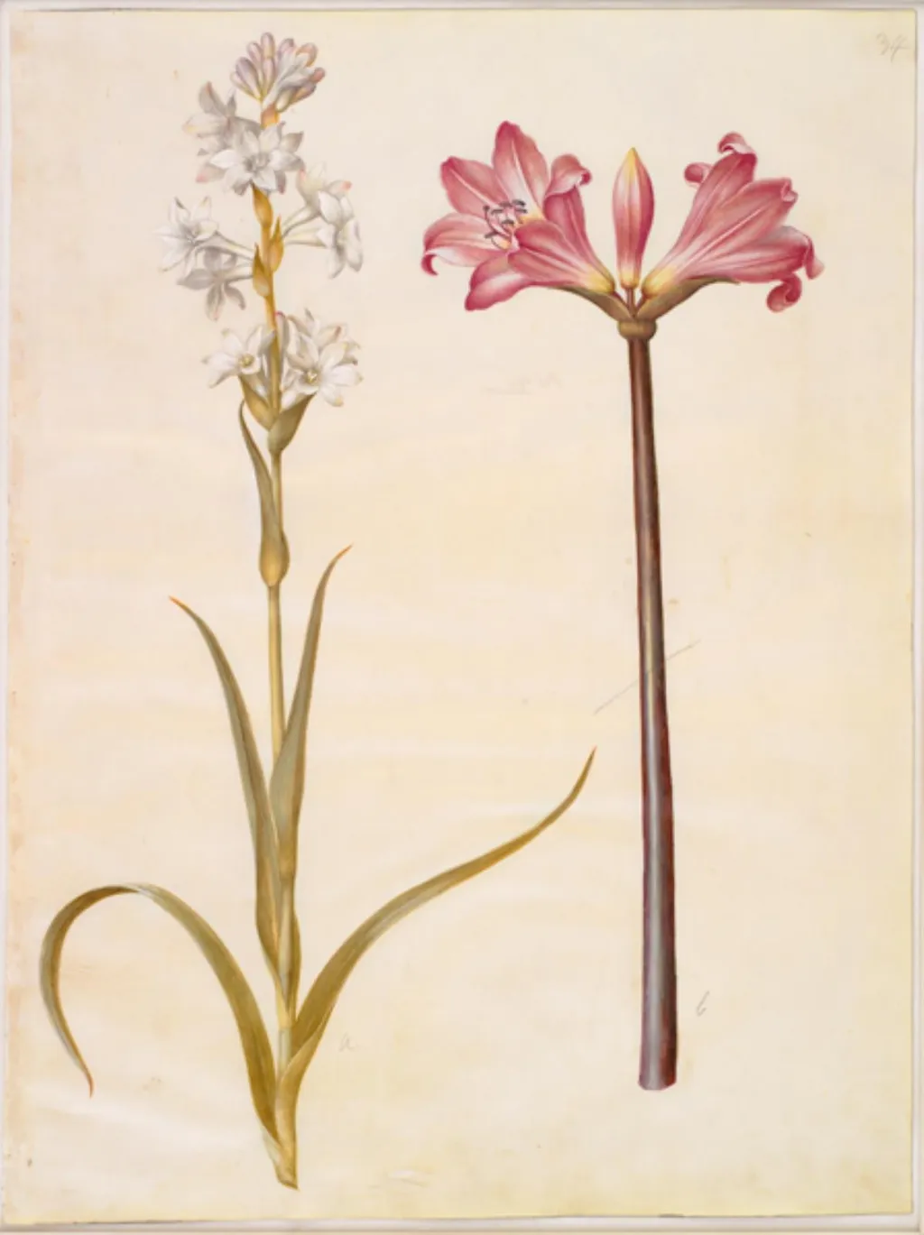 Polianthes tuberosa (tuberose); Amaryllis belladonna (belladonnalilje), by Unknown, unspecified, 1654