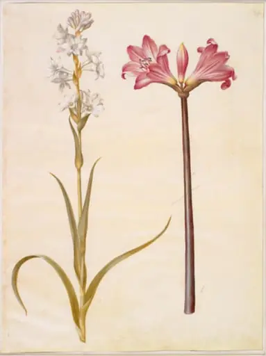 Polianthes tuberosa (tuberose); Amaryllis belladonna (belladonnalilje), by Unknown