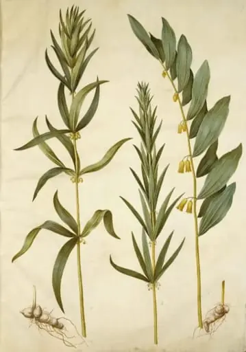 Polygonatum verticillatum (krans-konval); Polygonatum multiflorum (stor konval), by Unknown