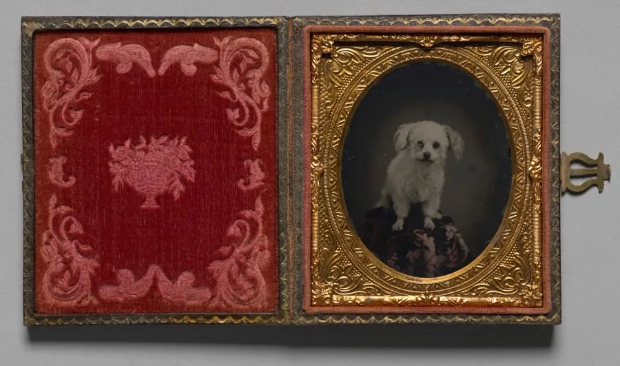 Poodle, by Unknown, 1862