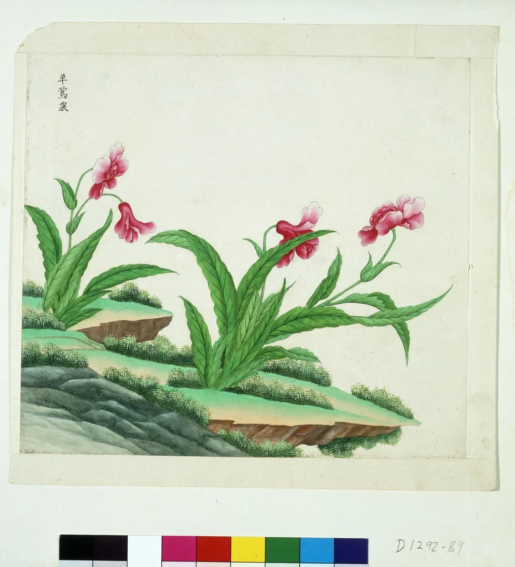 Poppy, by Unknown, paint, 1780
