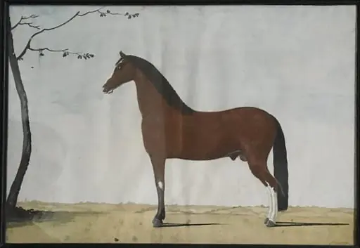 Portræt af en brun hingst med hvid blis og hvide sokker på bagbenene, by Unknown