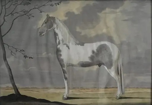 Portræt af en hvid- og gråblakket hingst, by Unknown