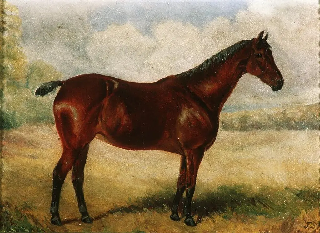 Portrait of a hunter, by Unknown