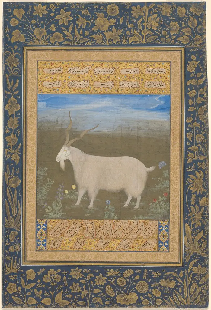 Portrait of a Ladakhi Mountain Goat, by Unknown