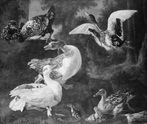 Poultry, by Unknown