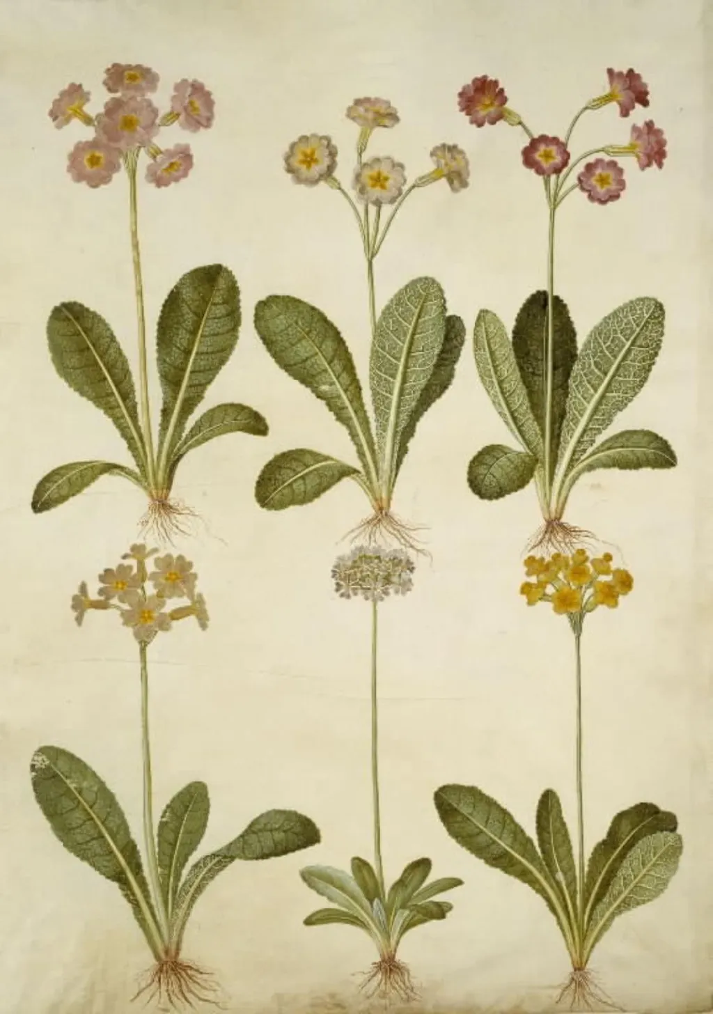 Primula veris (hybrid af hulkravet kodriver); Primula farinosa (melet kodriver), by Unknown, unspecified, 1654