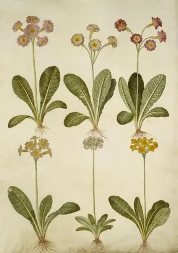Primula veris (hybrid af hulkravet kodriver); Primula farinosa (melet kodriver), by Unknown