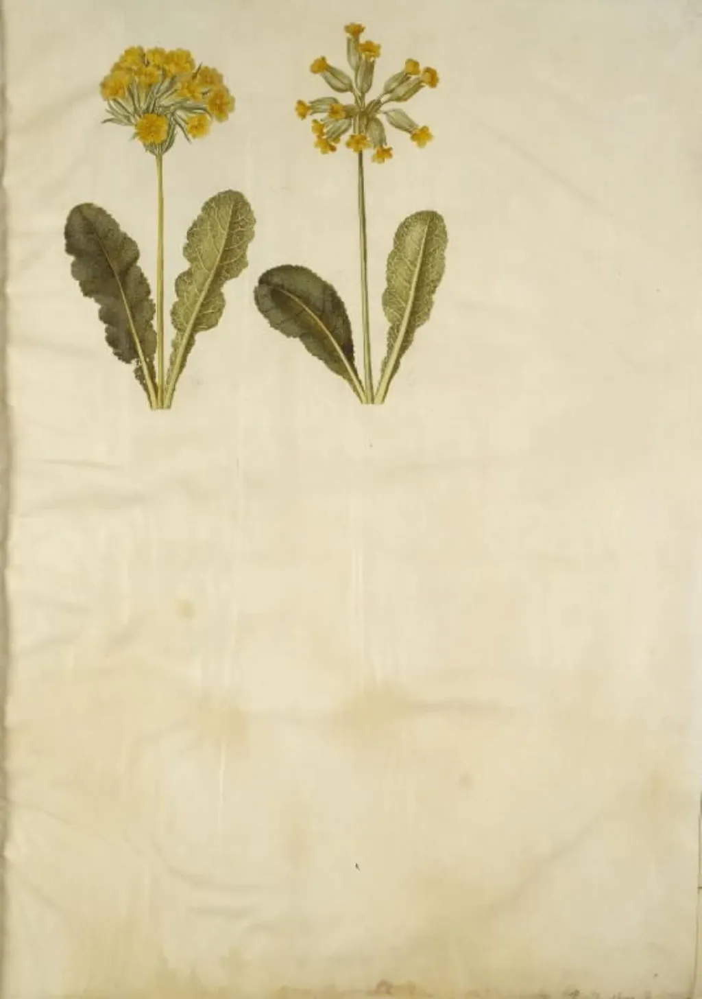 Primula veris (hybrid af hulkravet kodriver); Primula veris (hulkravet kodriver), by Unknown, unspecified, 1654