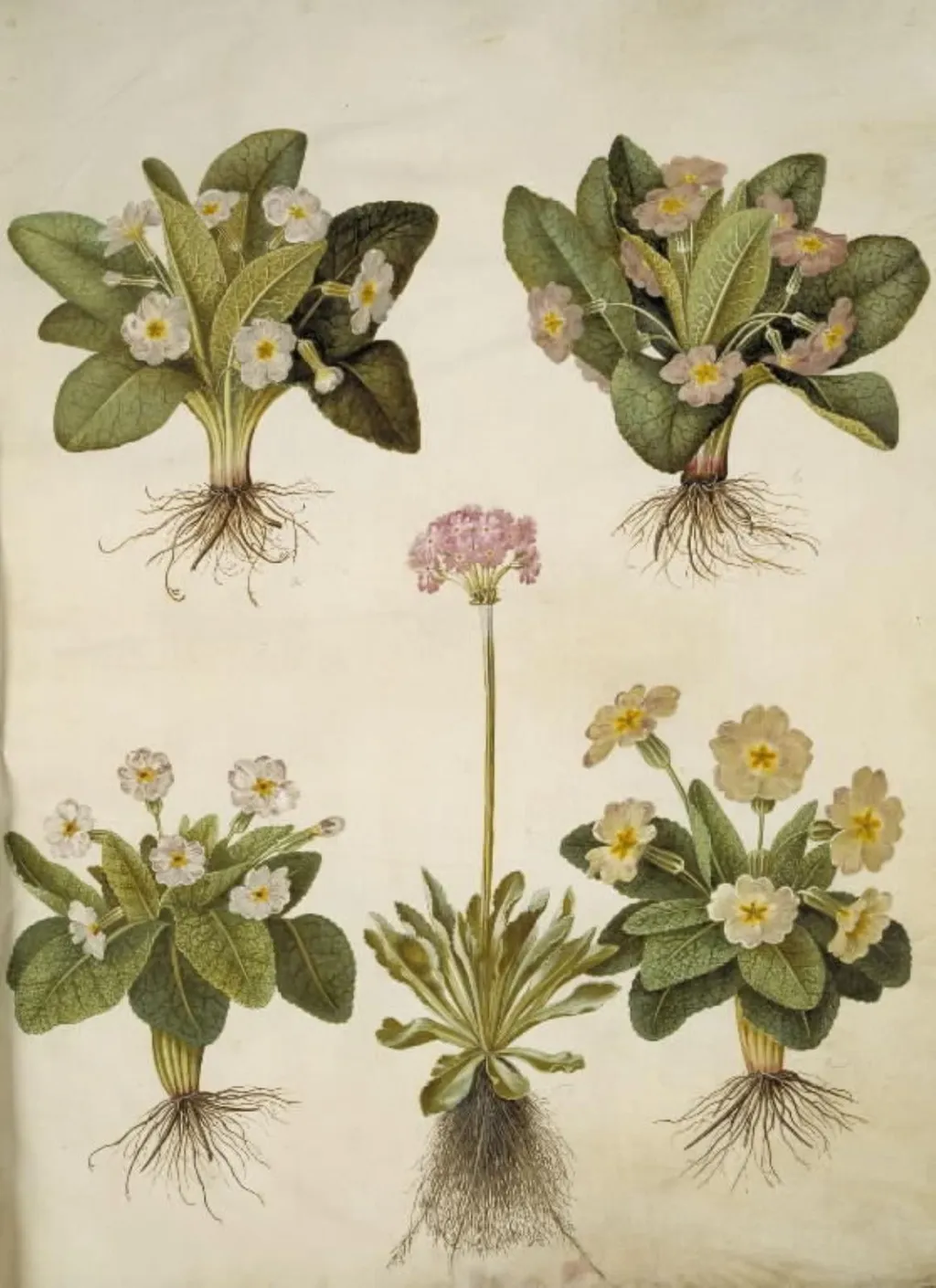 Primula vulgaris (hybrid af storblomstret kodriver); Primula farinosa (melet kodriver), by Unknown, unspecified, 1654
