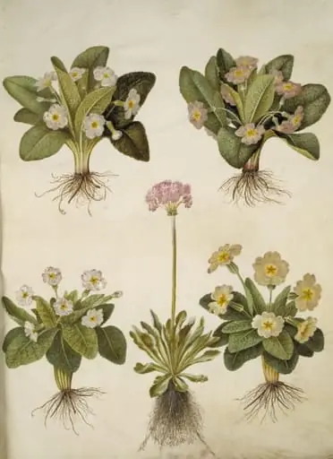 Primula vulgaris (hybrid af storblomstret kodriver); Primula farinosa (melet kodriver), by Unknown