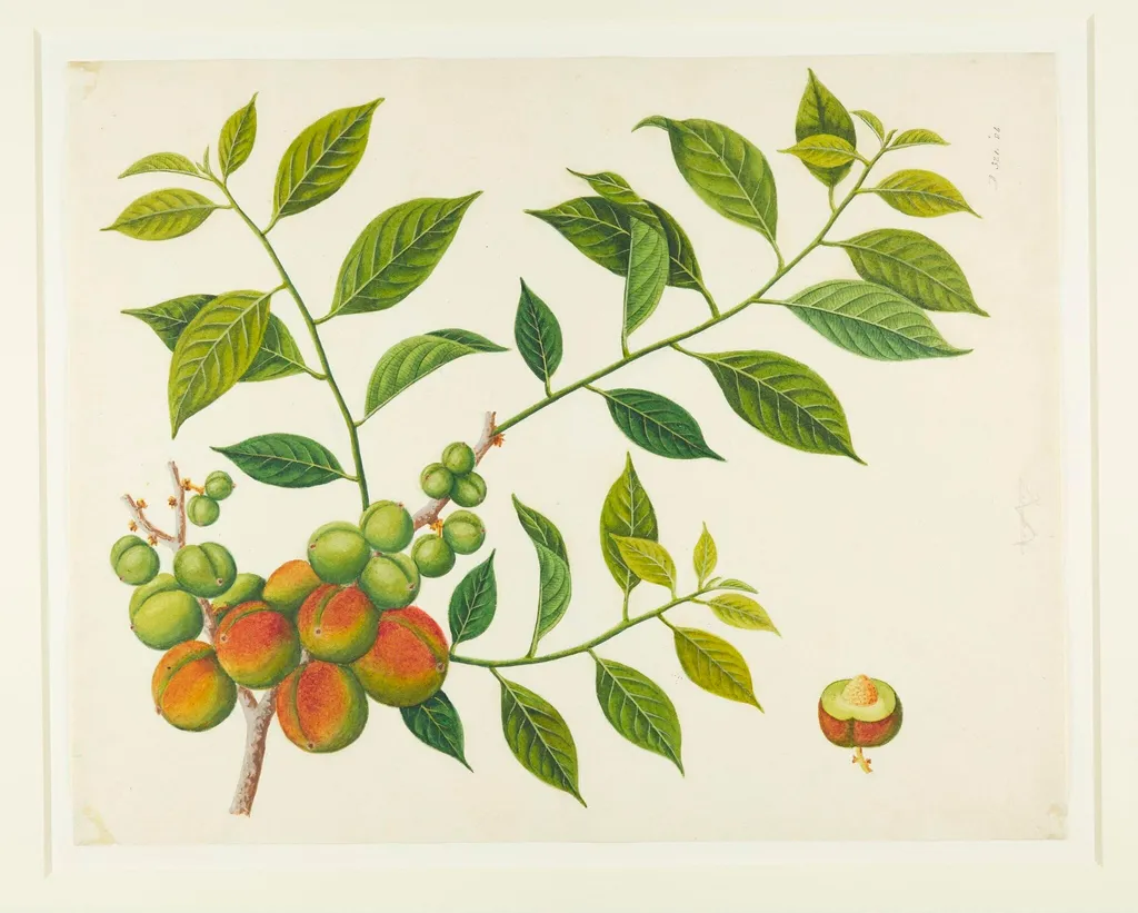 Prunes, by Unknown, paint, 1813
