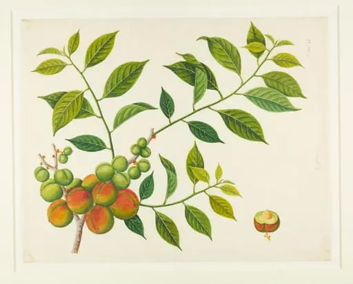 Prunes, by Unknown
