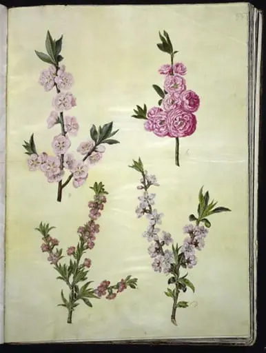 Prunus dulcis (mandel); Prunus persica (fersken), by Unknown