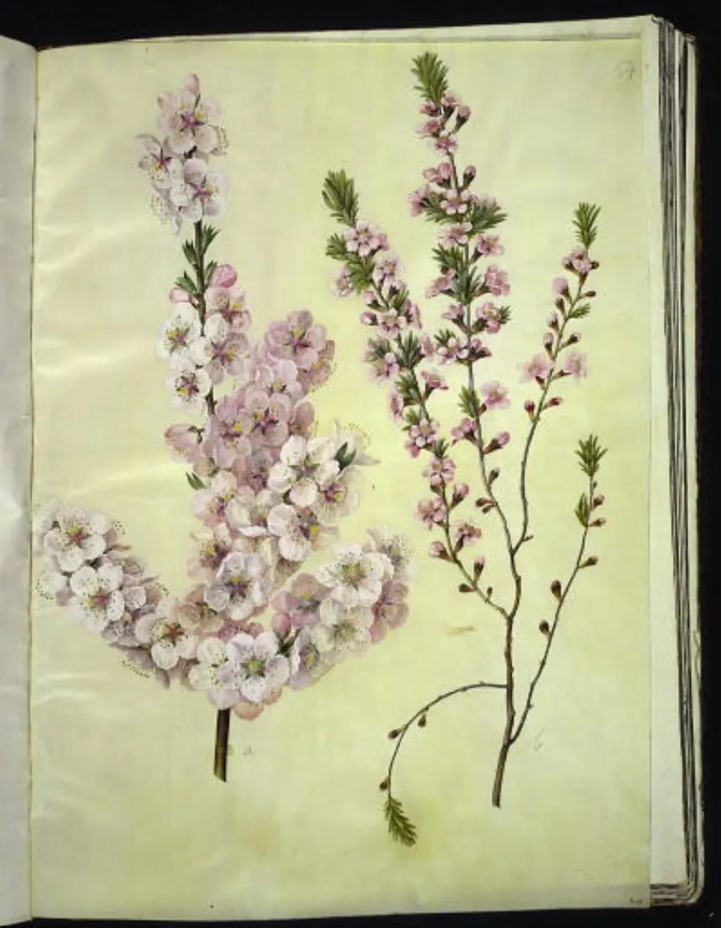Prunus dulcis (mandel); Prunus tenella (dværg-mandel), by Unknown, unspecified, 1654