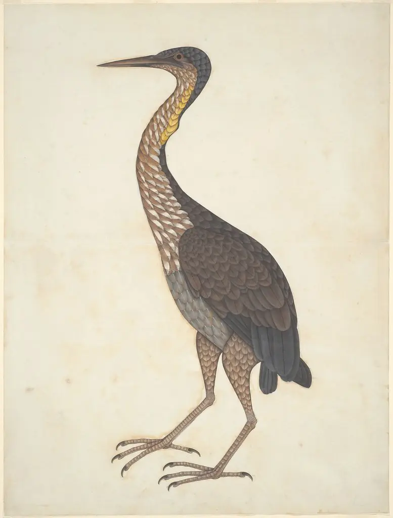 Purple Heron (Ardea purpurea), by Unknown
