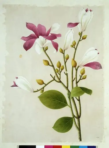 Purple Magnolia, by Unknown