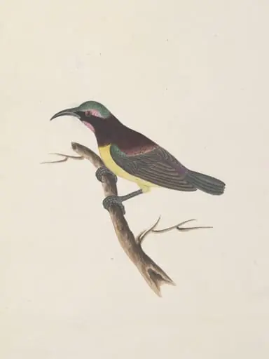 Purple-rumped sun bird, by Unknown