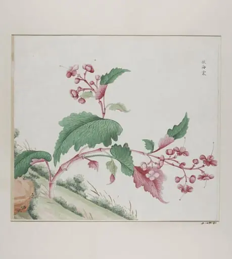 Qiu hai tang, by Unknown