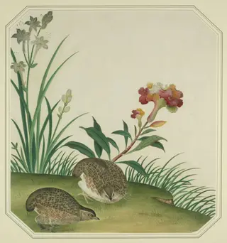 Quails, by Unknown
