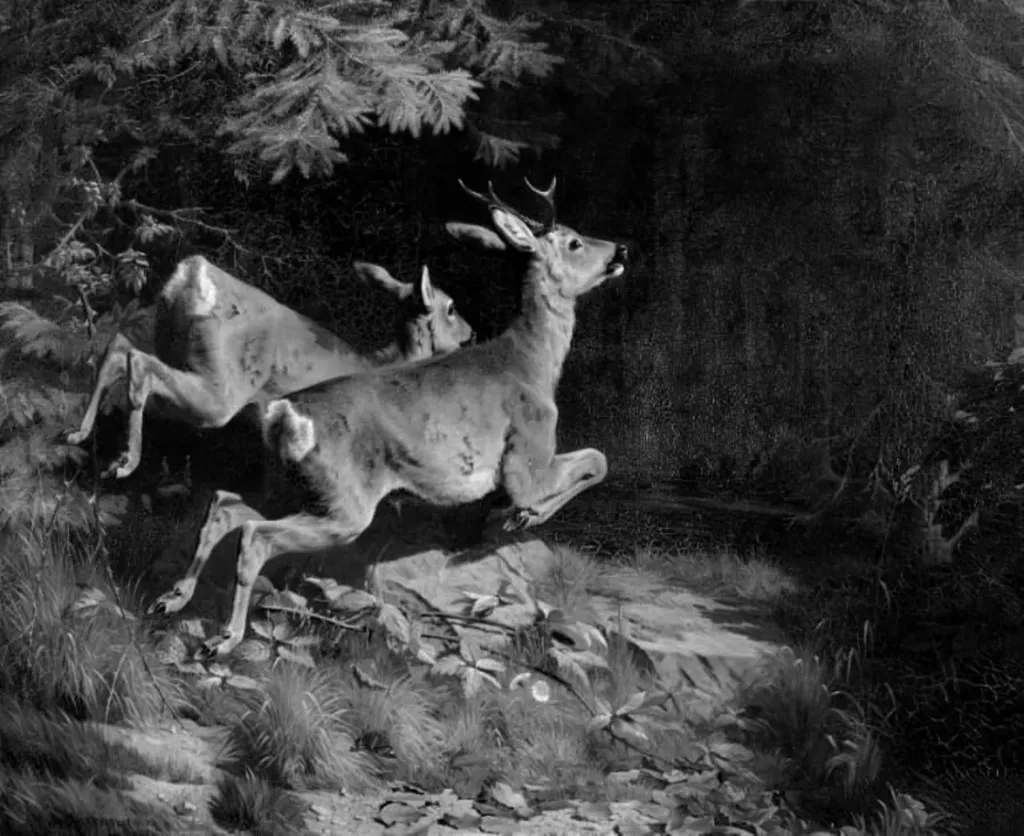 Rådyr, by Unknown, 1874