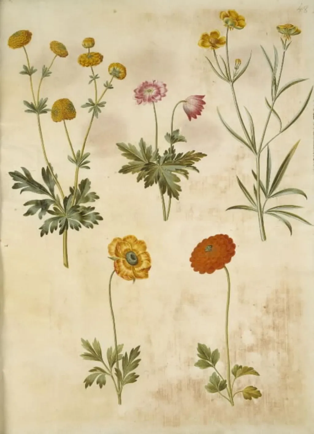 Ranunculus acris (guldknap-ranunkel); Anemone nemorosa (hvid anemone); Ranunculus illyricus (steppe-ranunkel); Ranunculus asiaticus (have-ranunkel), by Unknown, unspecified, 1654
