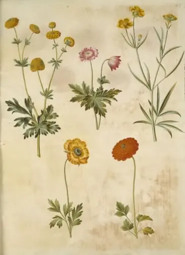 Ranunculus acris (guldknap-ranunkel); Anemone nemorosa (hvid anemone); Ranunculus illyricus (steppe-ranunkel); Ranunculus asiaticus (have-ranunkel), by Unknown