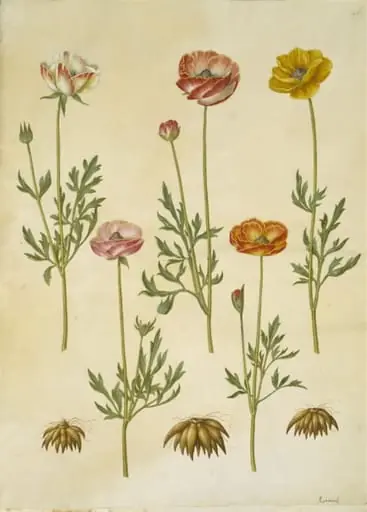Ranunculus asiaticus (have-ranunkel), by Unknown