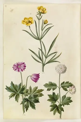 Ranunculus illyricus (steppe-ranunkel); Anemone nemorosa (hvid anemone), by Unknown