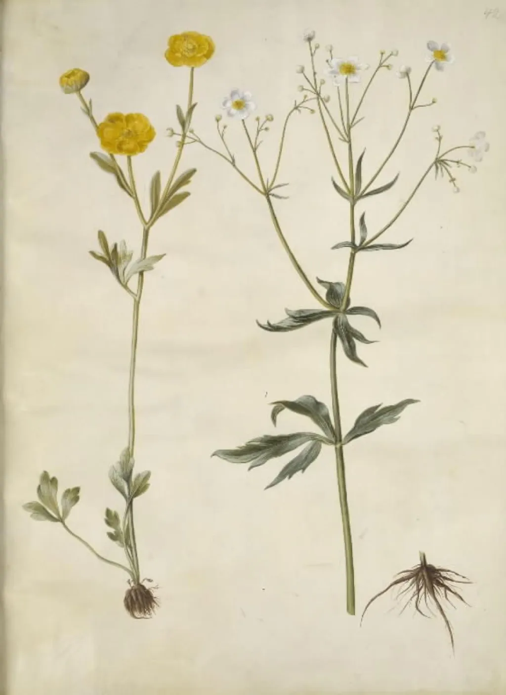 Ranunculus monspeliacus (silke-ranunkel); Ranunculus aconitifolius (stormhatbladet ranunkel), by Unknown, unspecified, 1654