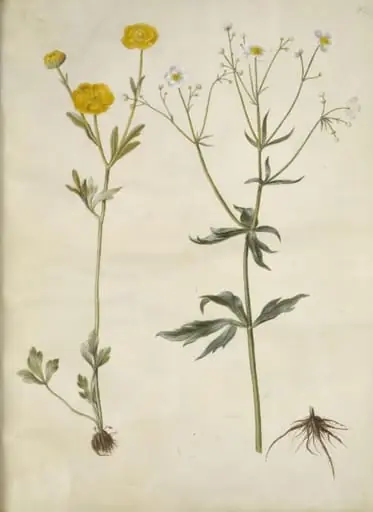 Ranunculus monspeliacus (silke-ranunkel); Ranunculus aconitifolius (stormhatbladet ranunkel), by Unknown