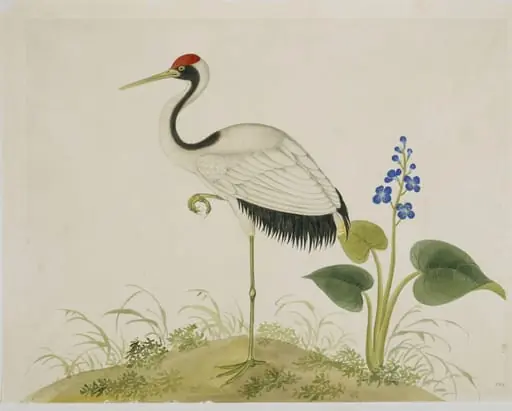 Red-Crowned Crane, by Unknown