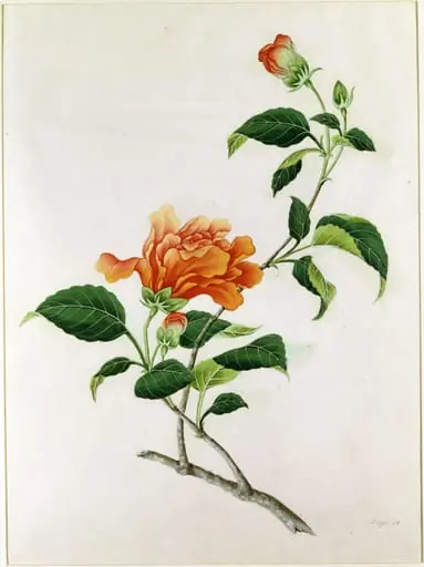 Red Hibiscus, by Unknown