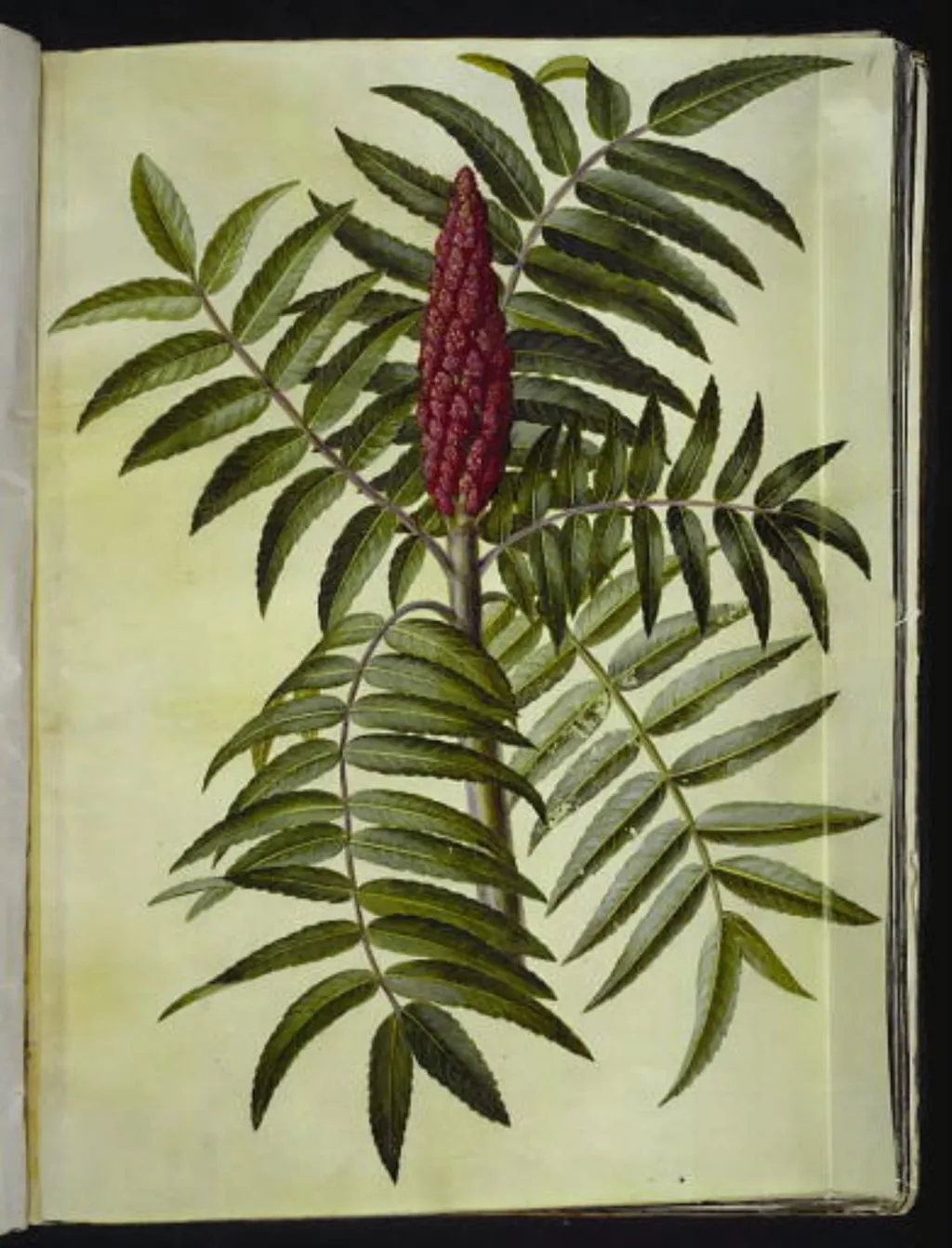 Rhus typhina (hjortetaktræ), by Unknown, unspecified, 1654