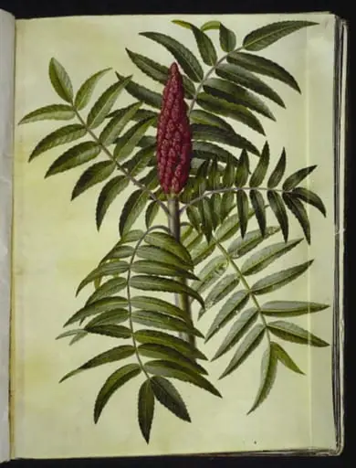 Rhus typhina (hjortetaktræ), by Unknown