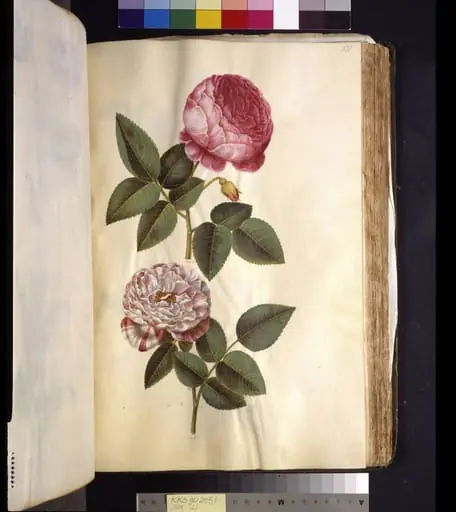 Rosa ×centifolia (centifolie-rose); Rosa gallica versicolor ('Rosa Mundi'), by Unknown