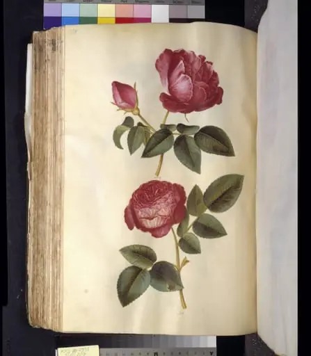 Rosa gallica (apoteker-rose); Rosa (?) (rose), by Unknown